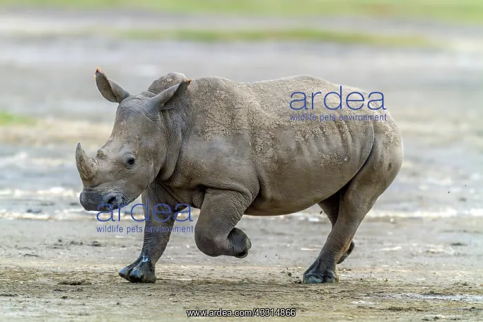 : White Rhino on the run in Lake Nakuru National Park, Kenya : White Rhino on the run in Lake Nakuru National Park, Kenya