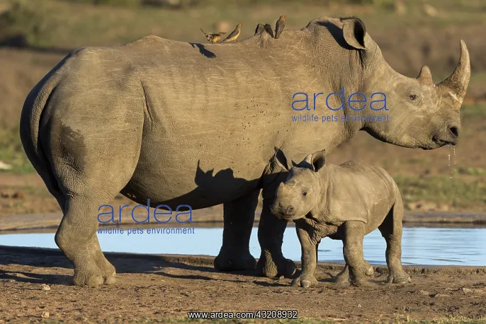 : White Rhinoc&, x9caf;s (Ceratotherium simum), Mother : White Rhinoc&, x9caf;s (Ceratotherium simum), Mother
