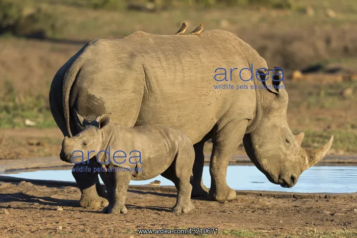 : White Rhinoc&, x9caf;s (Ceratotherium simum), Mother : White Rhinoc&, x9caf;s (Ceratotherium simum), Mother