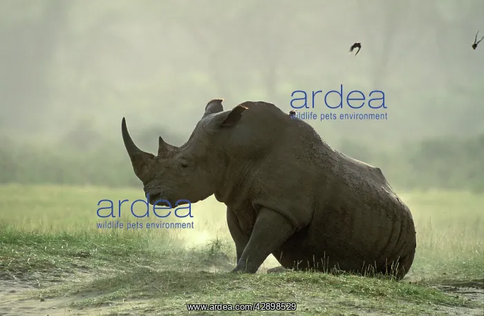 : White Rhinoceros : White Rhinoceros