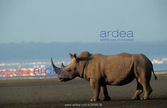 : White Rhinoceros : White Rhinoceros