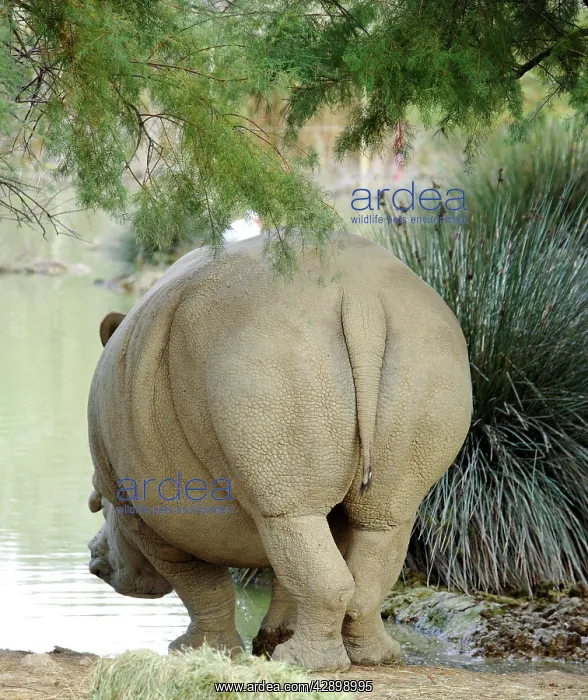 : White Rhinoceros : White Rhinoceros