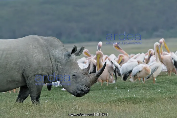 : White rhinoceros : White rhinoceros