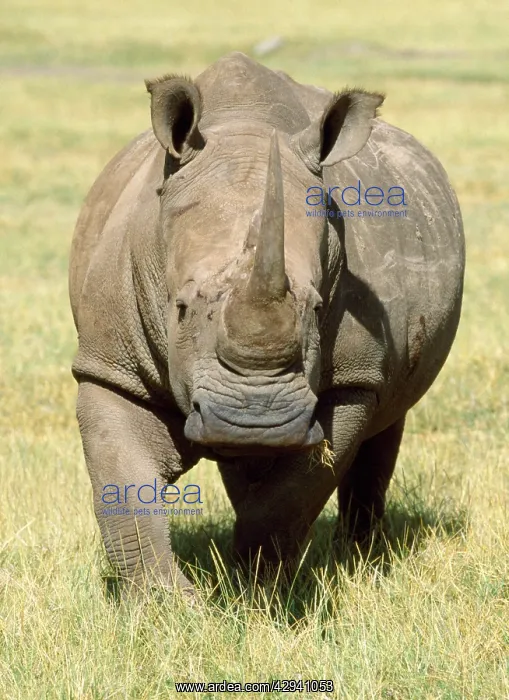 : White Rhinoceros : White Rhinoceros