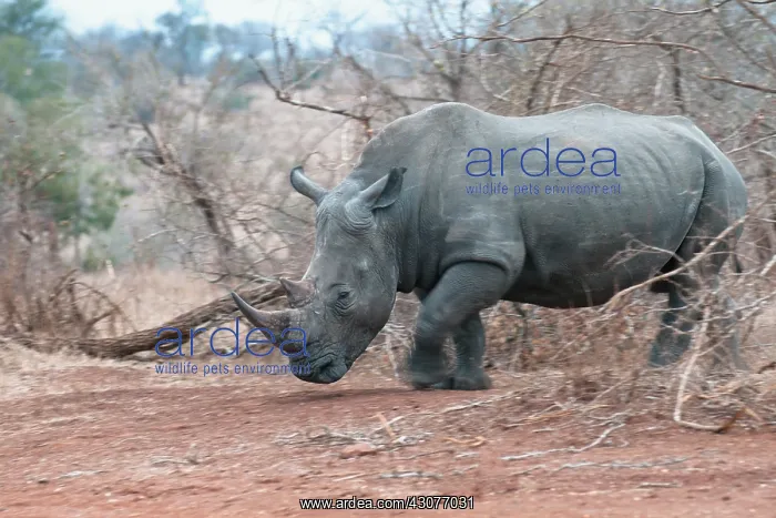 : White Rhinoceros : White Rhinoceros
