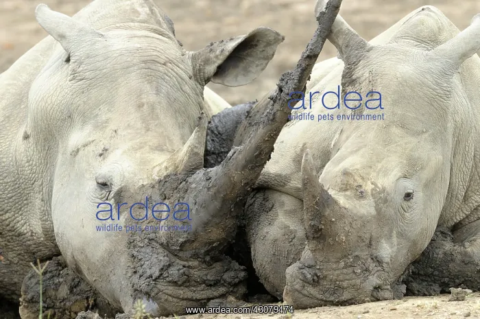 : White Rhinoceros : White Rhinoceros