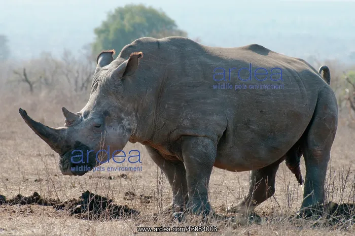 : White Rhinoceros : White Rhinoceros