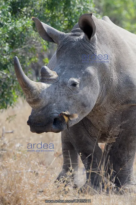 : White Rhinoceros : White Rhinoceros