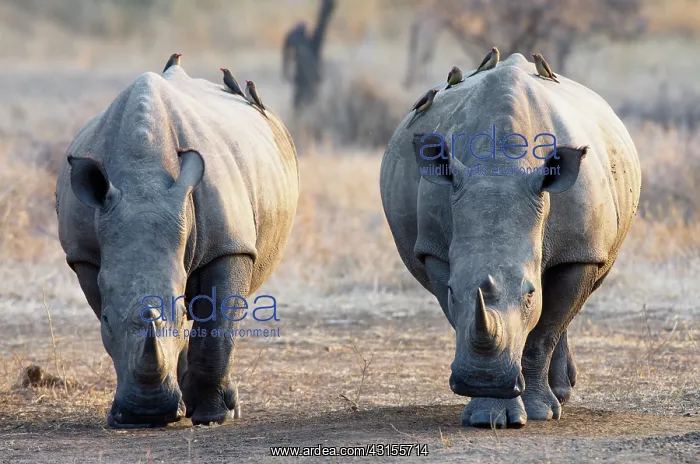 : White Rhinoceros : White Rhinoceros
