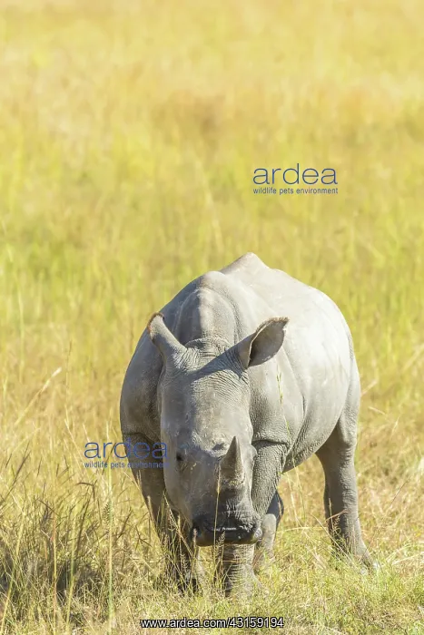 : White Rhinoceros : White Rhinoceros