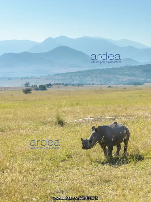 : White Rhinoceros : White Rhinoceros