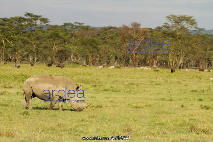 : White Rhinoceros : White Rhinoceros