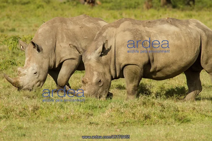 : White Rhinoceros : White Rhinoceros
