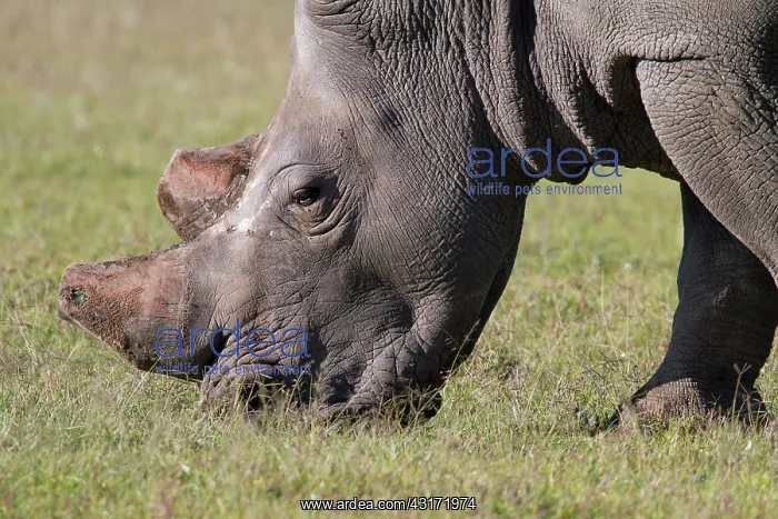 : White Rhinoceros : White Rhinoceros