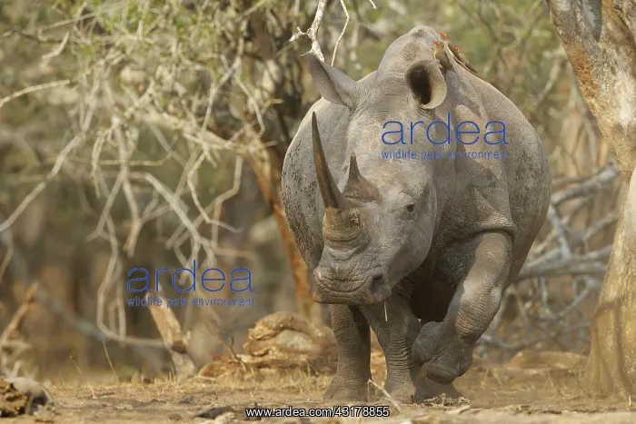: White Rhinoceros : White Rhinoceros