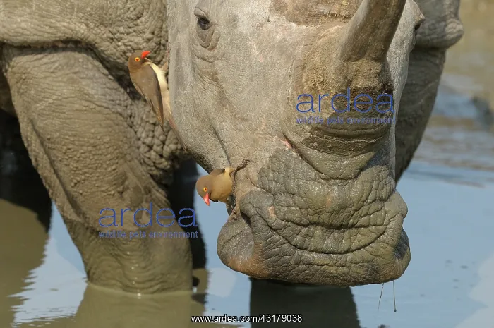 : White Rhinoceros : White Rhinoceros