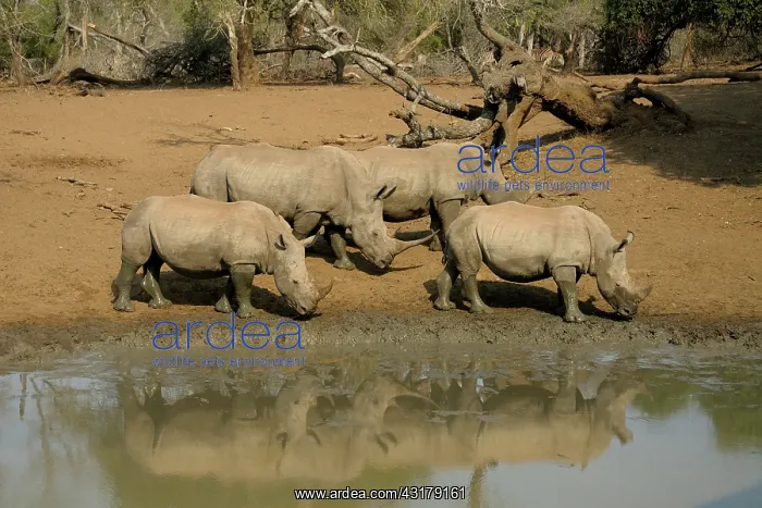 : White Rhinoceros : White Rhinoceros