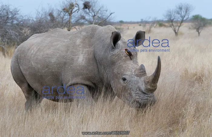 : White Rhinoceros : White Rhinoceros