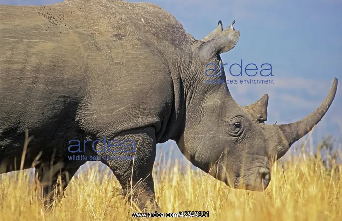 : White Rhinoceros - Adult male grazing : White Rhinoceros - Adult male grazing