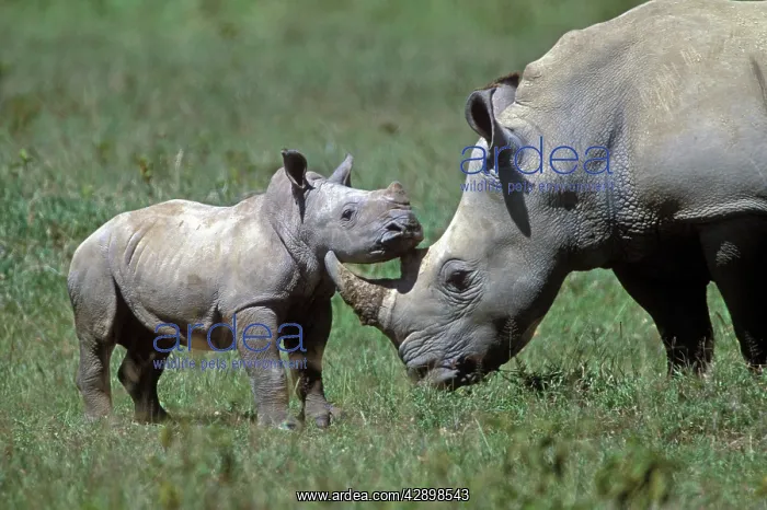 : White Rhinoceros - adult and young : White Rhinoceros - adult and young