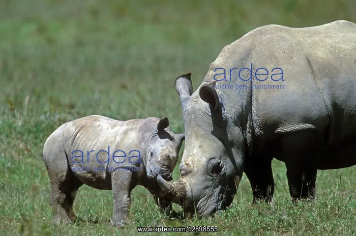  : White Rhinoceros - adult and young