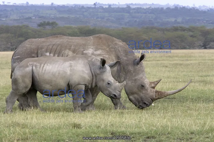 : White rhinoceros - adult & young : White rhinoceros - adult & young