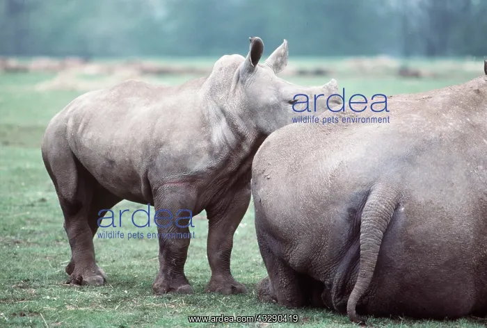 : WHITE RHINOCEROS & BABY - mother & baby : WHITE RHINOCEROS & BABY - mother & baby