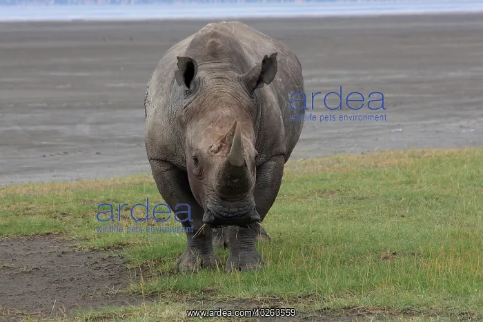  : White Rhinoceros bull