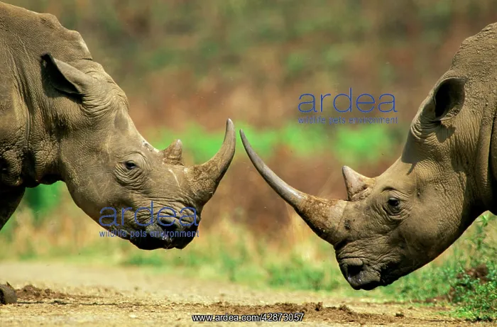 : White Rhinoceros - About to butt horns in territorial : White Rhinoceros - About to butt horns in territorial