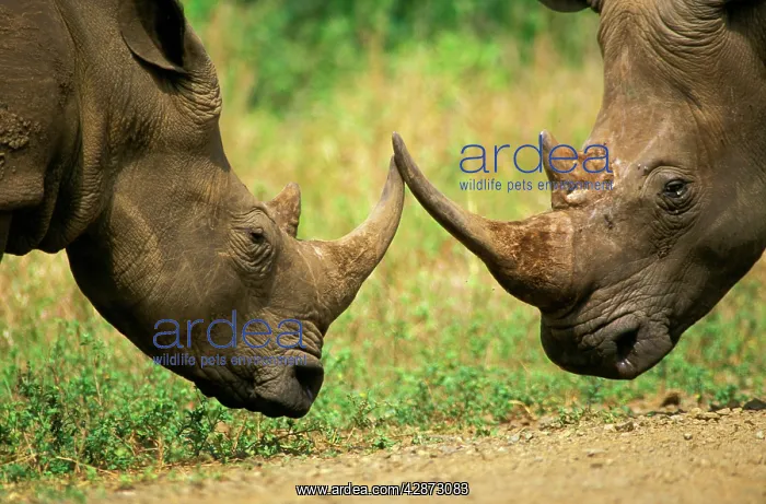 : White Rhinoceros - About to butt horns in territorial : White Rhinoceros - About to butt horns in territorial