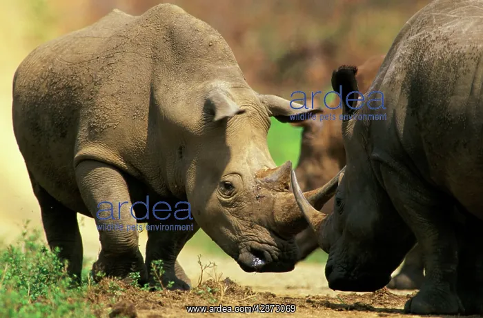 : White Rhinoceros - Butting horns in territorial : White Rhinoceros - Butting horns in territorial