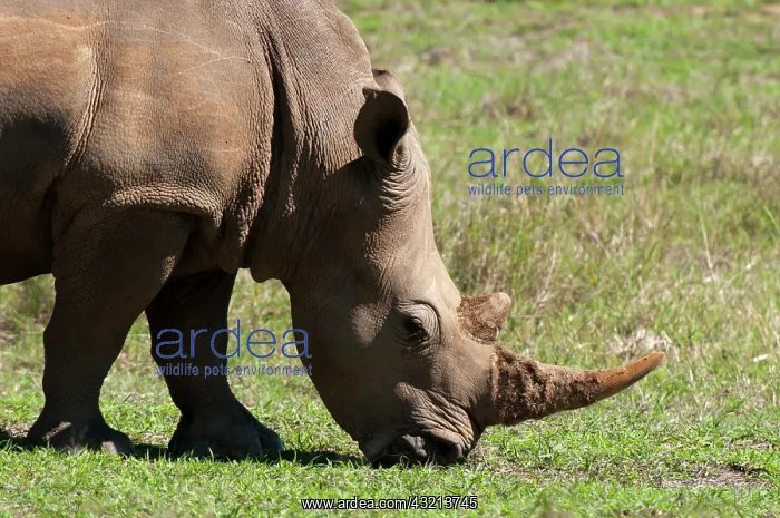 : White Rhinoceros (Caratotherium simum) : White Rhinoceros (Caratotherium simum)