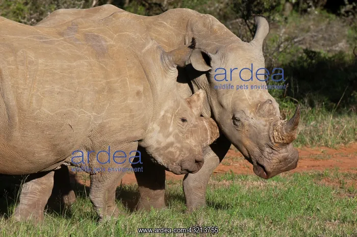: White Rhinoceros (Caratotherium simum) : White Rhinoceros (Caratotherium simum)