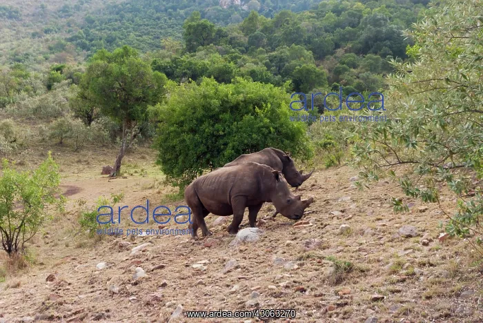 : White rhinoceros (Ceratotherium simum) : White rhinoceros (Ceratotherium simum)