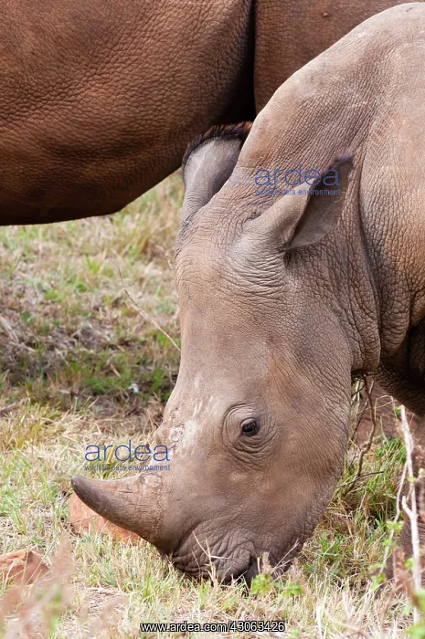 : White rhinoceros (Ceratotherium simum) : White rhinoceros (Ceratotherium simum)