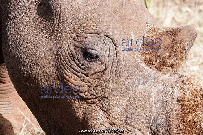 : White rhinoceros (Ceratotherium simum) : White rhinoceros (Ceratotherium simum)