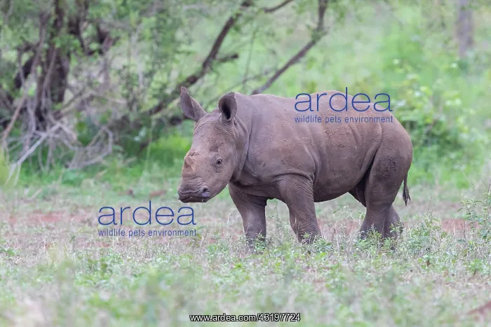 : White Rhinoceros (Ceratotherium simum), a calf standing : White Rhinoceros (Ceratotherium simum), a calf standing