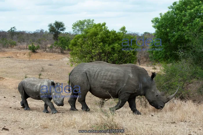 : White Rhinoceros (Ceratotherium simum) : White Rhinoceros (Ceratotherium simum)