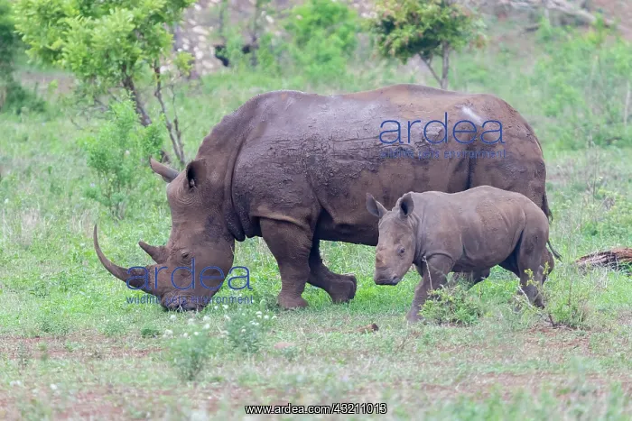 : White Rhinoceros (Ceratotherium simum), adult female : White Rhinoceros (Ceratotherium simum), adult female