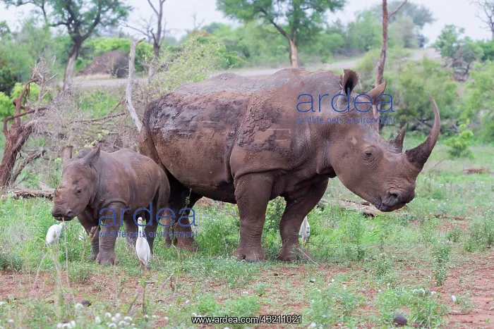 : White Rhinoceros (Ceratotherium simum), adult female : White Rhinoceros (Ceratotherium simum), adult female