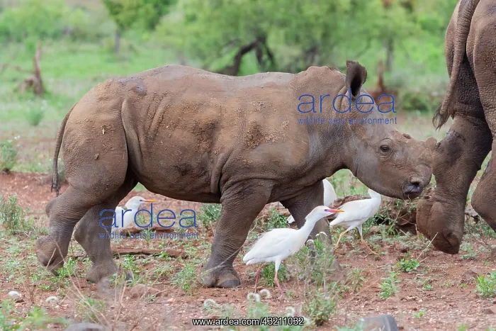 : White Rhinoceros (Ceratotherium simum), a calf walking : White Rhinoceros (Ceratotherium simum), a calf walking