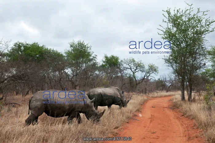 : White Rhinoceros (Ceratotherium simum) : White Rhinoceros (Ceratotherium simum)