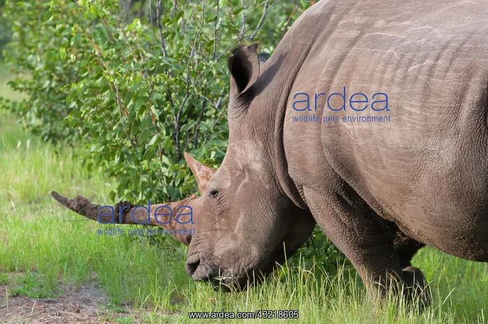 : White rhinoceros (Ceratotherium simum) : White rhinoceros (Ceratotherium simum)