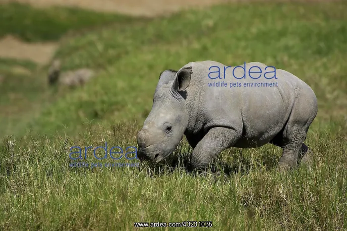  : White Rhinoceros (ceratotherium simum), Calf standing
