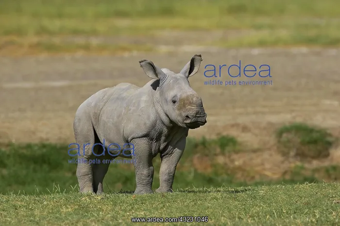 : White Rhinoceros (ceratotherium simum), Calf standing : White Rhinoceros (ceratotherium simum), Calf standing