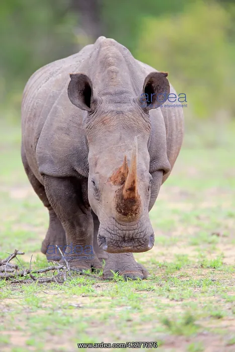 : White rhinoceros (Ceratotherium simum), adult, Pachyderm : White rhinoceros (Ceratotherium simum), adult, Pachyderm