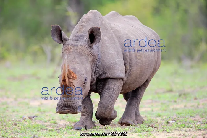 : White rhinoceros (Ceratotherium simum), adult, running : White rhinoceros (Ceratotherium simum), adult, running