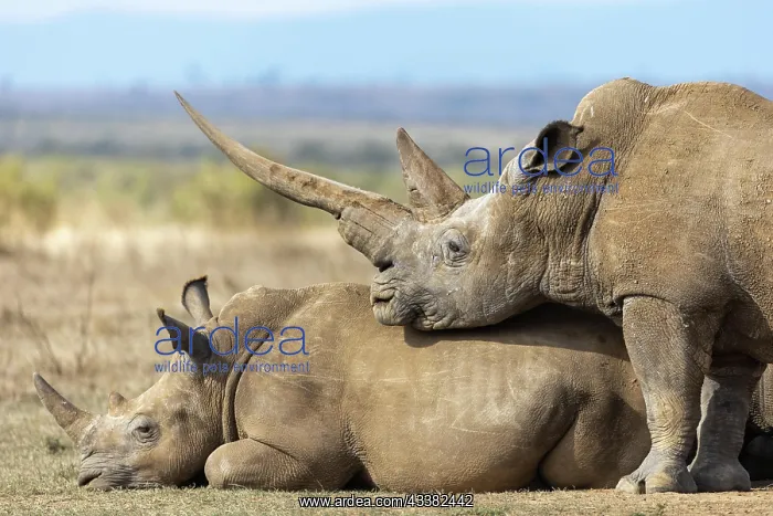 : White rhinoceros (Ceratotherium simum), group, Solio : White rhinoceros (Ceratotherium simum), group, Solio