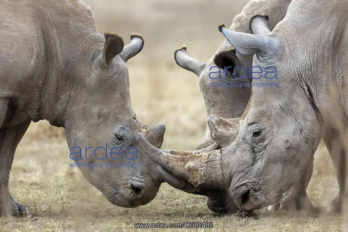: White rhinoceros (Ceratotherium simum), group, Solio : White rhinoceros (Ceratotherium simum), group, Solio