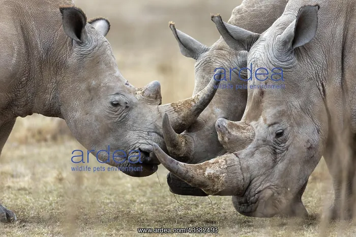 : White rhinoceros (Ceratotherium simum), group, Solio : White rhinoceros (Ceratotherium simum), group, Solio